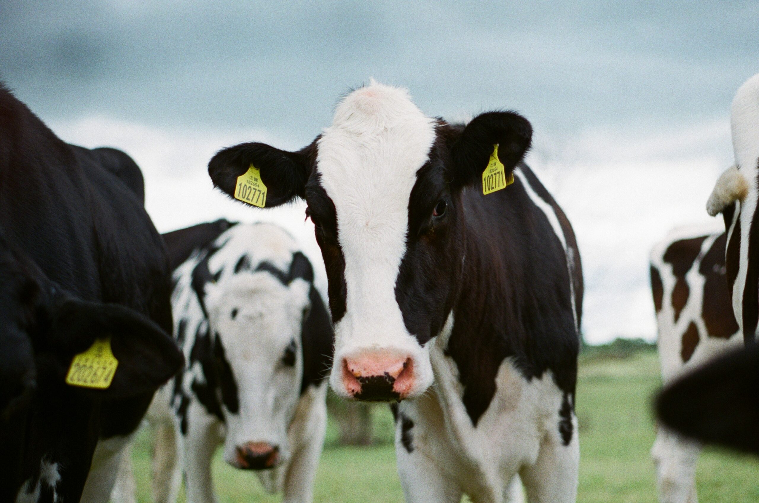 Dairy Cows2